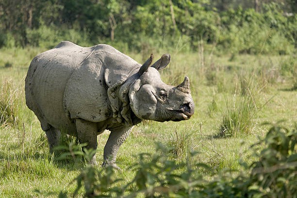Chitwan National Park