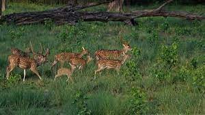 Bardia National Park